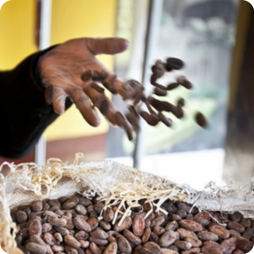 askanya-chocolate-cocoa-beans